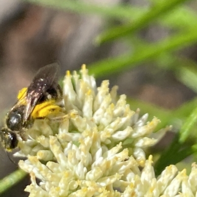 Lasioglossum (Chilalictus) sp. (genus & subgenus) (Halictid bee) at Belconnen, ACT - 27 Nov 2023 by Jubeyjubes