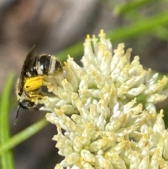 Lasioglossum (Chilalictus) sp. (genus & subgenus) at Pinnacle NR (PIN) - 27 Nov 2023