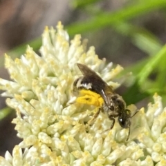 Lasioglossum (Chilalictus) sp. (genus & subgenus) at Pinnacle NR (PIN) - 27 Nov 2023