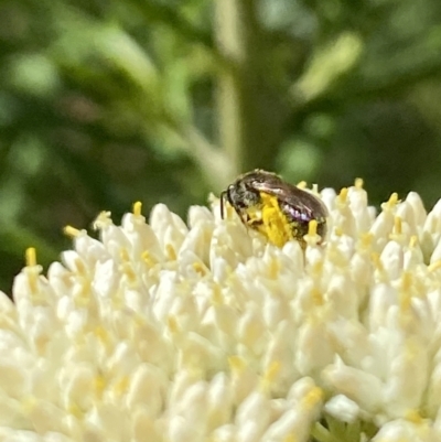 Lasioglossum (Chilalictus) sp. (genus & subgenus) (Halictid bee) at Belconnen, ACT - 26 Nov 2023 by Jubeyjubes