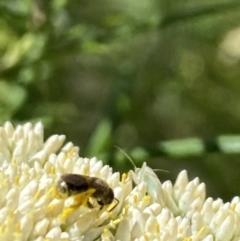 Lasioglossum (Chilalictus) sp. (genus & subgenus) at Pinnacle NR (PIN) - 27 Nov 2023