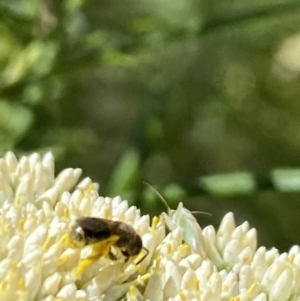 Lasioglossum (Chilalictus) sp. (genus & subgenus) at Pinnacle NR (PIN) - 27 Nov 2023