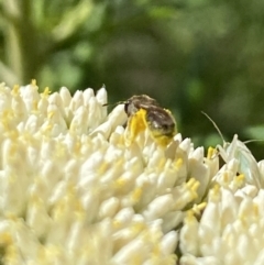 Lasioglossum (Chilalictus) sp. (genus & subgenus) at Pinnacle NR (PIN) - 27 Nov 2023