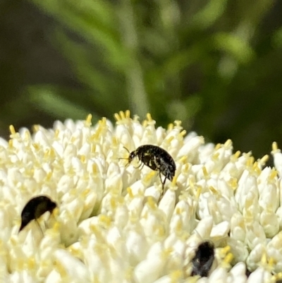 Mordella sp. (genus) (Pintail or tumbling flower beetle) at The Pinnacle - 26 Nov 2023 by Jubeyjubes