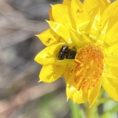 Coleoptera (order) (Unidentified Beetle) at Belconnen, ACT - 26 Nov 2023 by Jubeyjubes