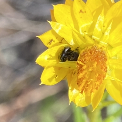 Coleoptera (order) (Unidentified Beetle) at Belconnen, ACT - 26 Nov 2023 by Jubeyjubes