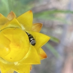 Mordella sp. (genus) (Pintail or tumbling flower beetle) at The Pinnacle - 28 Oct 2023 by Jubeyjubes