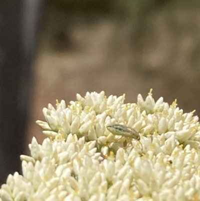 Lygaeidae (family) (Seed bug) at Mount Ainslie - 27 Nov 2023 by SilkeSma