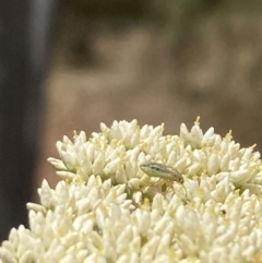 Lygaeidae (family) (Seed bug) at Mount Ainslie - 27 Nov 2023 by SilkeSma