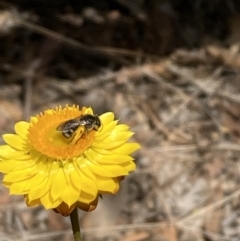 Lasioglossum (Chilalictus) sp. (genus & subgenus) (Halictid bee) at Mount Ainslie - 27 Nov 2023 by SilkeSma