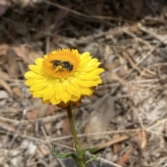 Lasioglossum (Chilalictus) sp. (genus & subgenus) at Undefined Area - 27 Nov 2023 11:36 AM