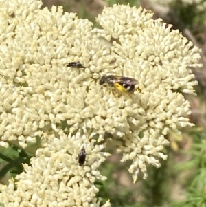 Lasioglossum (Chilalictus) sp. (genus & subgenus) at Mount Ainslie NR (ANR) - 27 Nov 2023