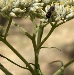 Lasioglossum (Chilalictus) sp. (genus & subgenus) (Halictid bee) at Mount Ainslie NR (ANR) - 27 Nov 2023 by SilkeSma