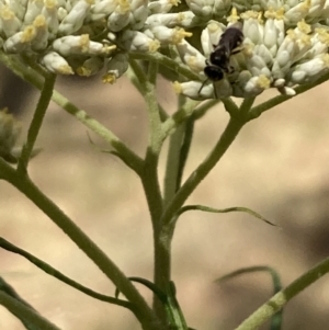 Lasioglossum (Chilalictus) sp. (genus & subgenus) at Undefined Area - 27 Nov 2023 11:25 AM