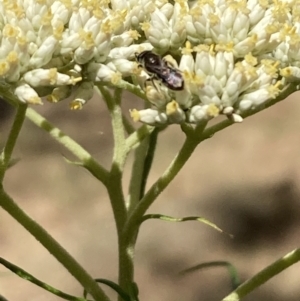 Lasioglossum (Chilalictus) sp. (genus & subgenus) at Undefined Area - 27 Nov 2023 11:25 AM