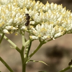 Lasioglossum (Chilalictus) sp. (genus & subgenus) at Undefined Area - 27 Nov 2023 11:25 AM