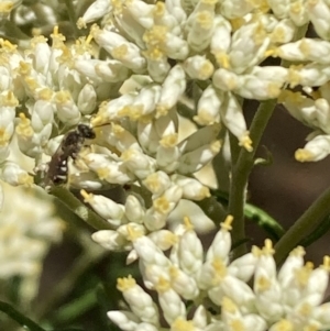 Lasioglossum (Chilalictus) sp. (genus & subgenus) at Mount Ainslie NR (ANR) - 27 Nov 2023