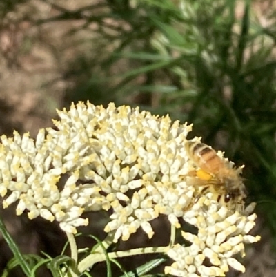 Apis mellifera (European honey bee) at Mount Ainslie NR (ANR) - 27 Nov 2023 by SilkeSma