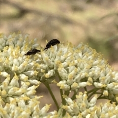 Mordellidae (family) (Unidentified pintail or tumbling flower beetle) at Mount Ainslie NR (ANR) - 27 Nov 2023 by SilkeSma