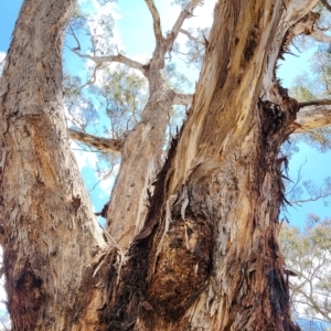 Eucalyptus melliodora at Watson Woodlands - 27 Nov 2023