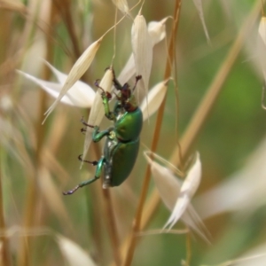 Lamprima aurata at Jerrabomberra Wetlands - 27 Nov 2023 12:01 PM