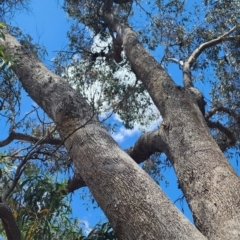 Eucalyptus albens at Kenny, ACT - 27 Nov 2023