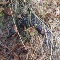 Tiliqua rugosa (Shingleback Lizard) at Mount Majura - 27 Nov 2023 by MAX