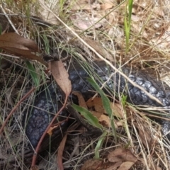 Tiliqua rugosa at Mount Majura - 27 Nov 2023