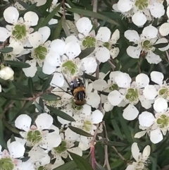 Scaptia (Scaptia) auriflua (A flower-feeding march fly) at Albury - 25 Nov 2023 by Hendyks