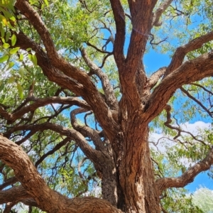 Angophora floribunda at Australian National University - 27 Nov 2023