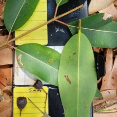 Angophora floribunda at Australian National University - 27 Nov 2023