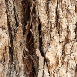 Angophora floribunda at Australian National University - 27 Nov 2023