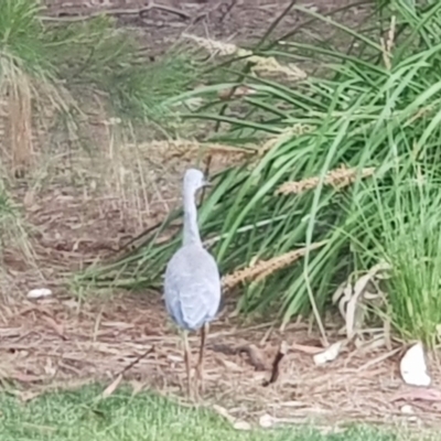 Egretta novaehollandiae (White-faced Heron) at Watson, ACT - 25 Nov 2023 by MAX