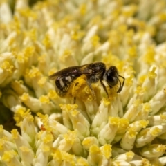 Lasioglossum (Chilalictus) sp. (genus & subgenus) (Halictid bee) at Belconnen, ACT - 27 Nov 2023 by pixelnips