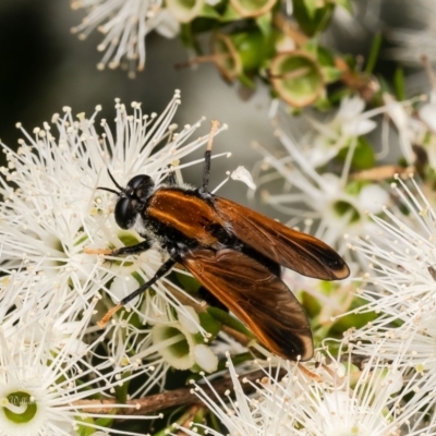 Pelecorhynchus fulvus (Orange cap-nosed fly) at ANBG - 27 Nov 2023 by Roger