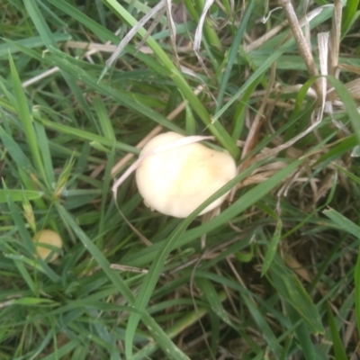 zz agaric (stem; gills not white/cream) at Cooma, NSW - 27 Nov 2023 by mahargiani