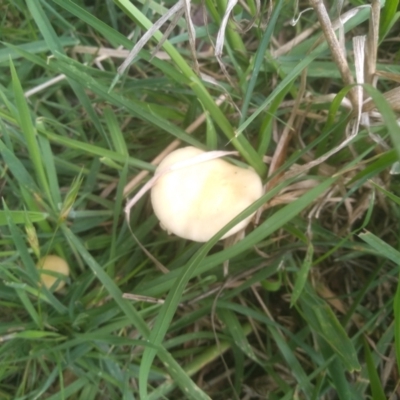 zz agaric (stem; gills not white/cream) at Cooma North Ridge Reserve - 27 Nov 2023 by mahargiani