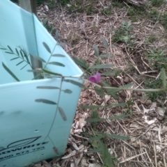 Vicia sativa at Cooma North Ridge Reserve - 27 Nov 2023 02:09 PM