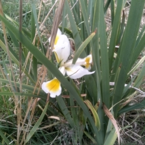 Iris orientalis at Cooma North Ridge Reserve - 27 Nov 2023 02:17 PM