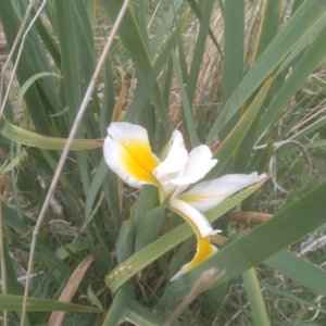 Iris orientalis at Cooma North Ridge Reserve - 27 Nov 2023