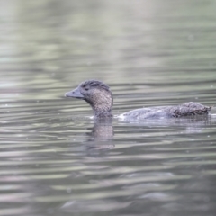 Biziura lobata (Musk Duck) at Upper Stranger Pond - 26 Nov 2023 by ReeniRooMartinez