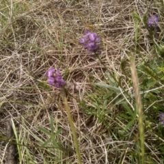 Cullen tenax (Tough Scurf-Pea) at Cooma North Ridge Reserve - 27 Nov 2023 by mahargiani