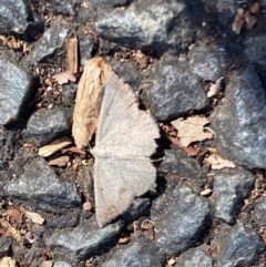 Taxeotis perlinearia at Aranda, ACT - 27 Nov 2023 04:26 PM