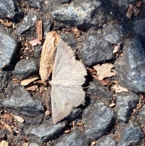 Taxeotis perlinearia at Aranda, ACT - 27 Nov 2023 04:26 PM