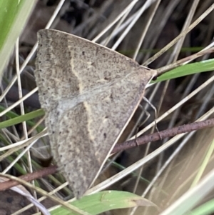 Epidesmia hypenaria at Aranda, ACT - 27 Nov 2023