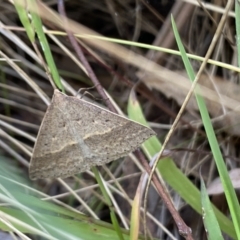 Epidesmia hypenaria at Aranda, ACT - 27 Nov 2023