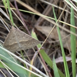 Epidesmia hypenaria at Aranda, ACT - 27 Nov 2023 04:28 PM