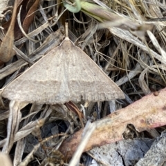 Epidesmia hypenaria at Aranda, ACT - 27 Nov 2023 04:28 PM