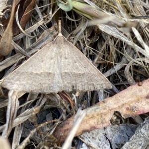 Epidesmia hypenaria at Aranda, ACT - 27 Nov 2023