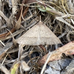 Epidesmia hypenaria at Aranda, ACT - 27 Nov 2023 04:28 PM